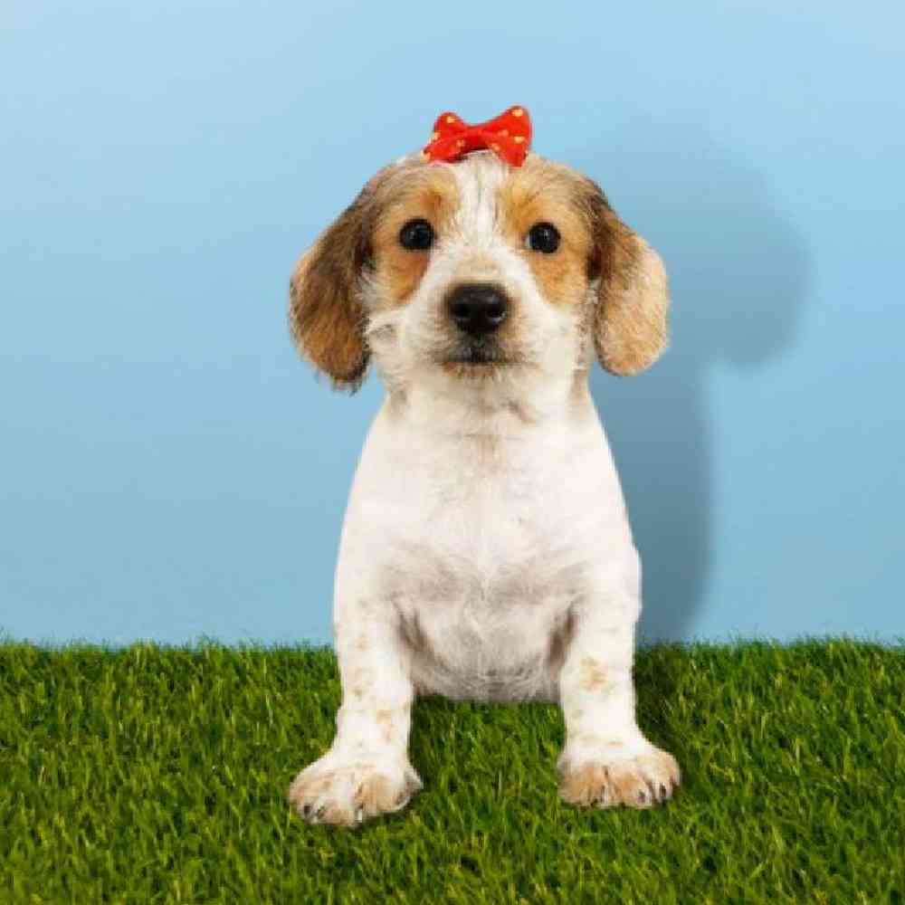 carousel pet images