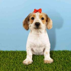 Bichon - Dachshund