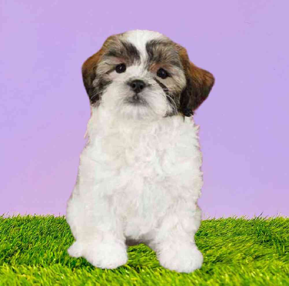 carousel pet images
