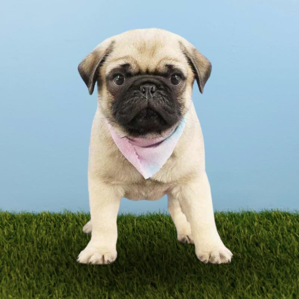 Male Pug Puppy for sale