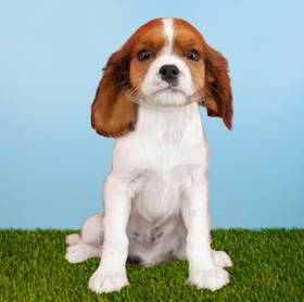 Cavalier King Charles Spaniel