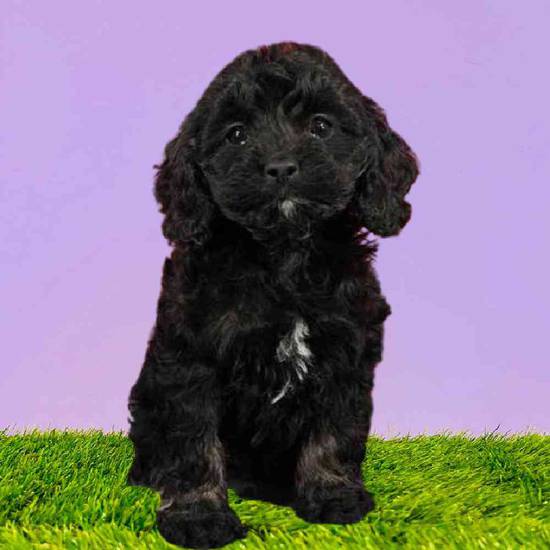 Available Puppies For Sale - Puppyland Washington