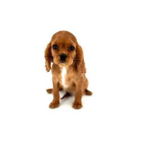 Cavalier King Charles Spaniel