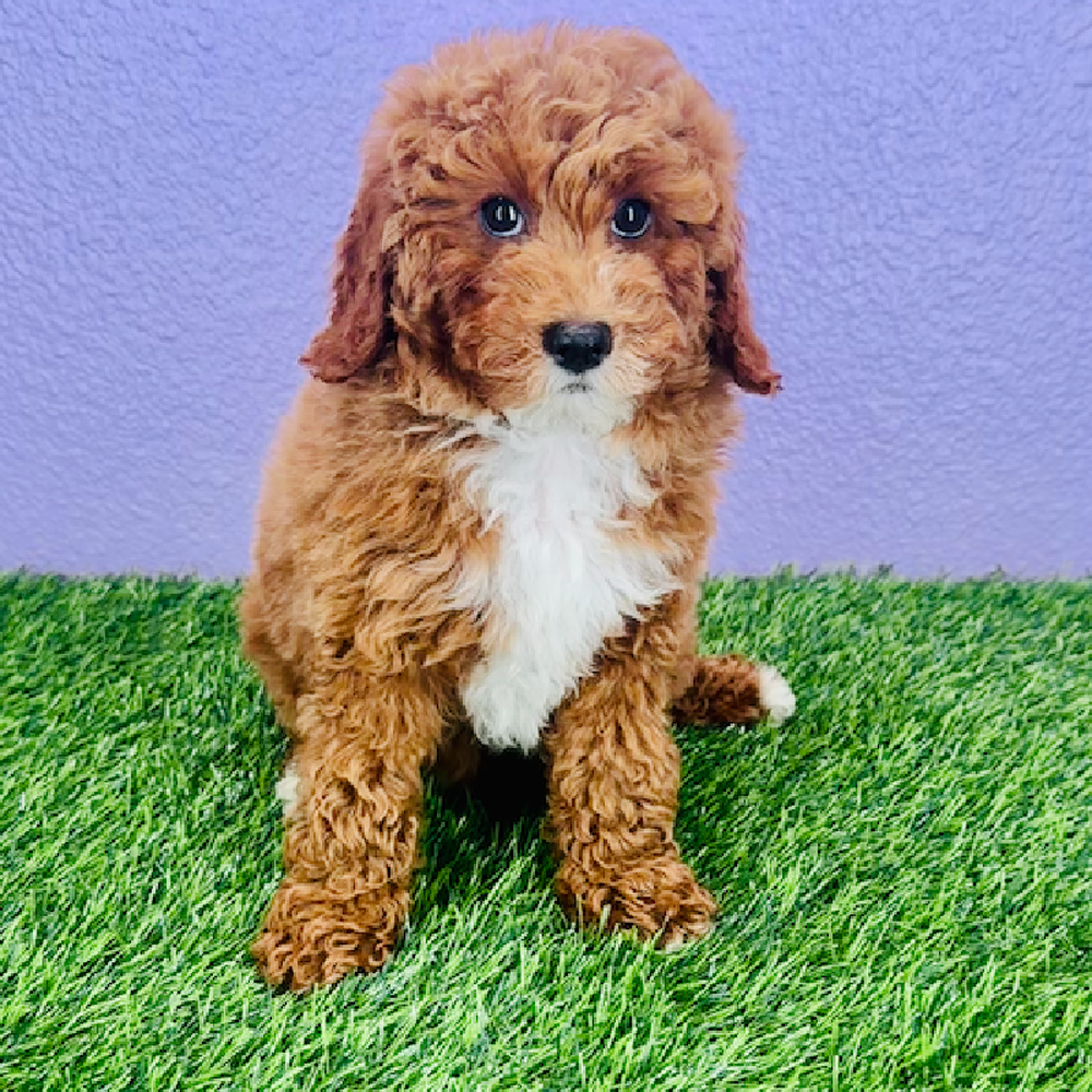 pet breed image