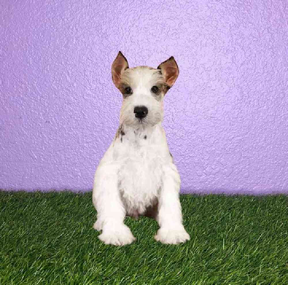 Male Mini Schnauzer Puppy for sale