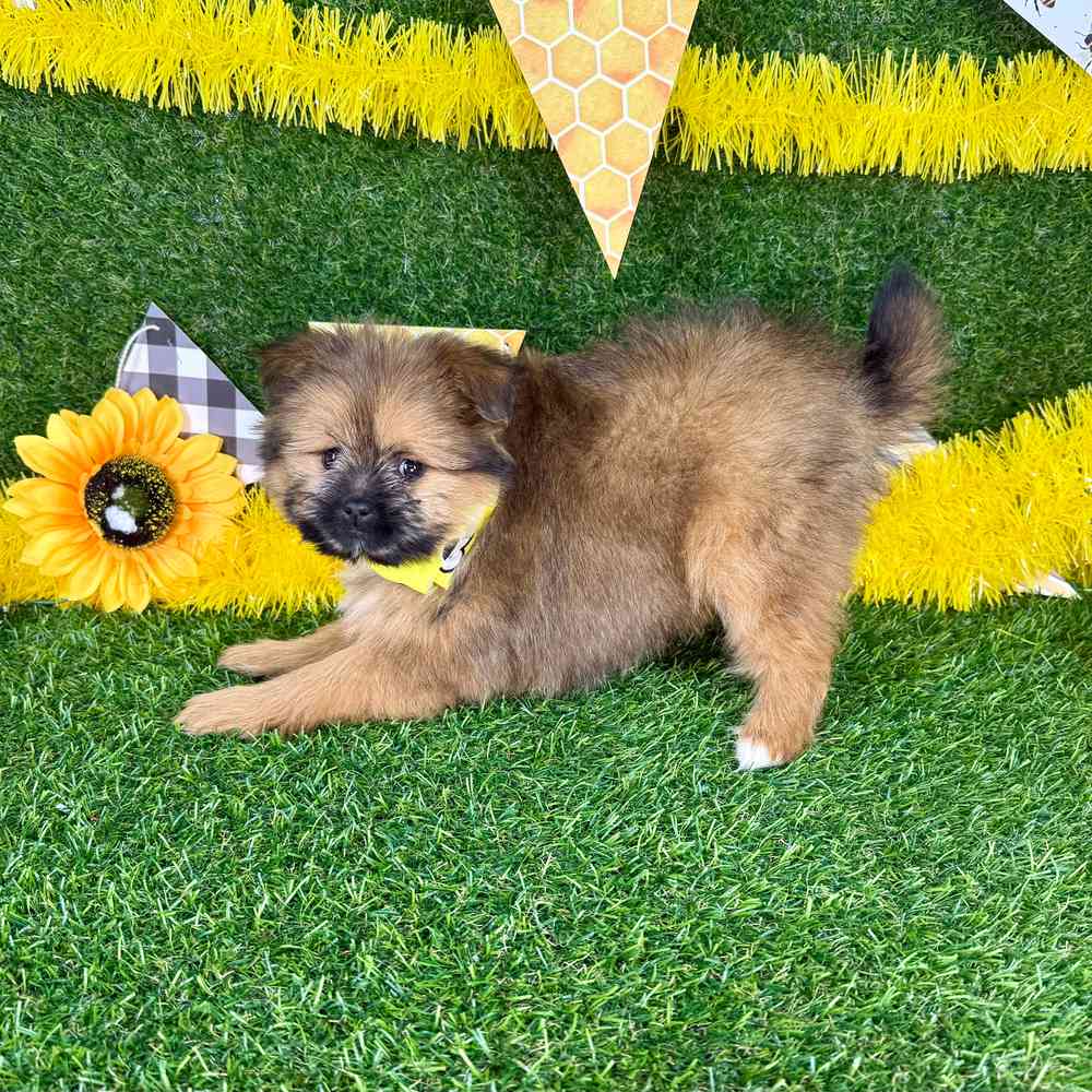 carousel pet images