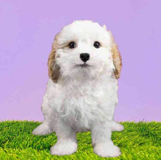 Available Puppies For Sale Puppyland Washington