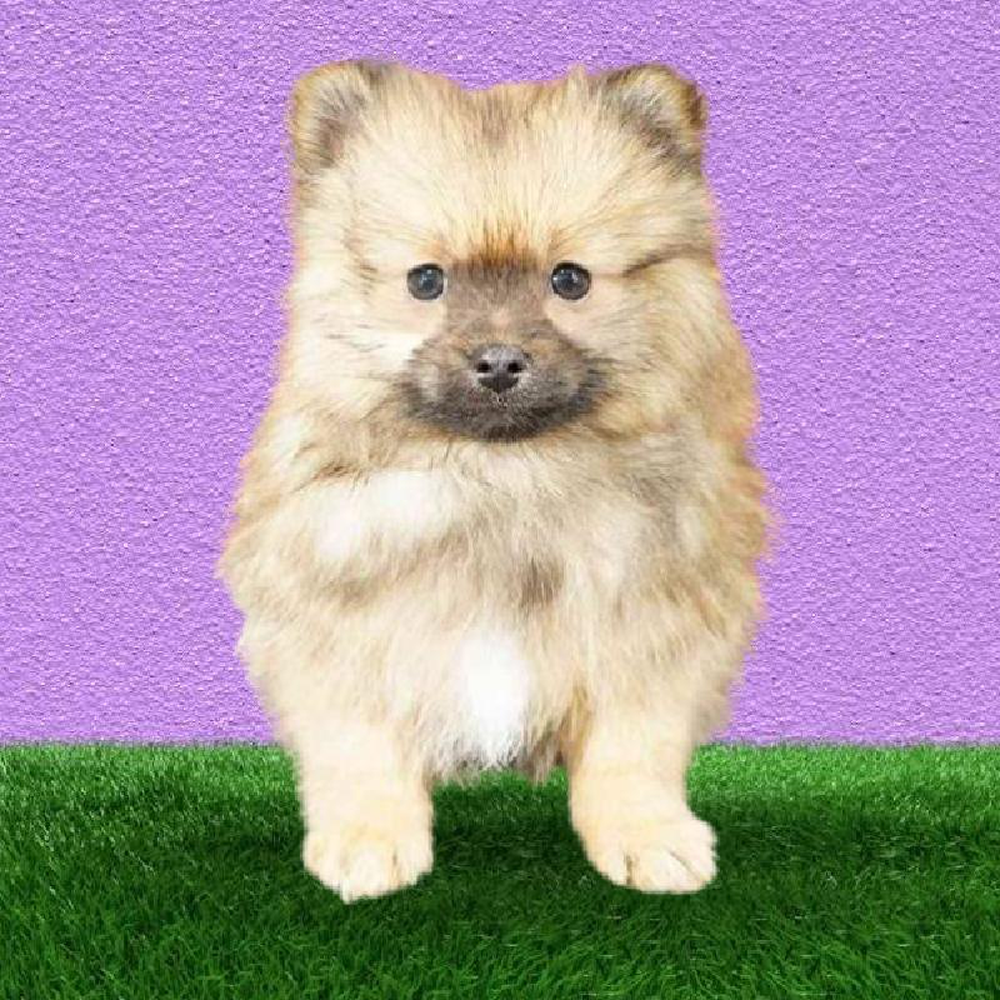 carousel pet images