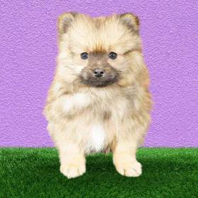 Pomeranian