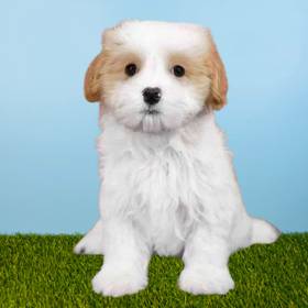 Maltese/Cavalier King Charles Spaniel