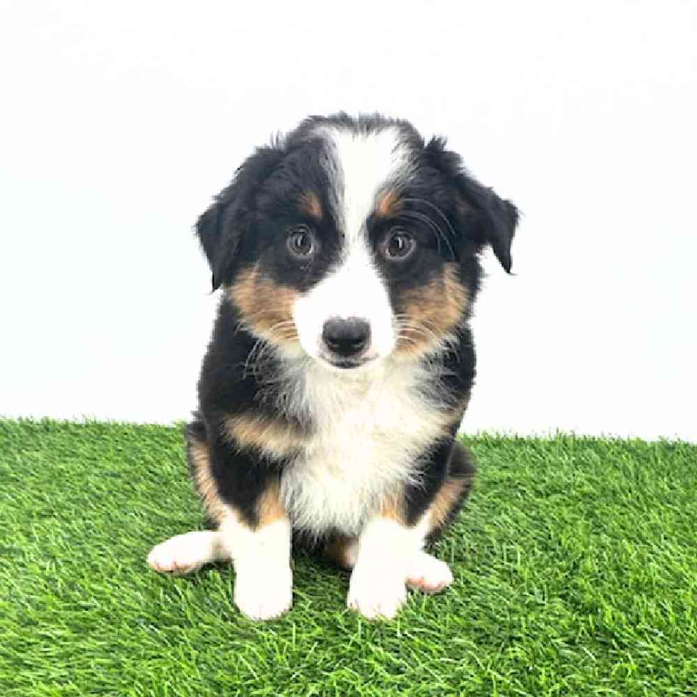 pet breed image