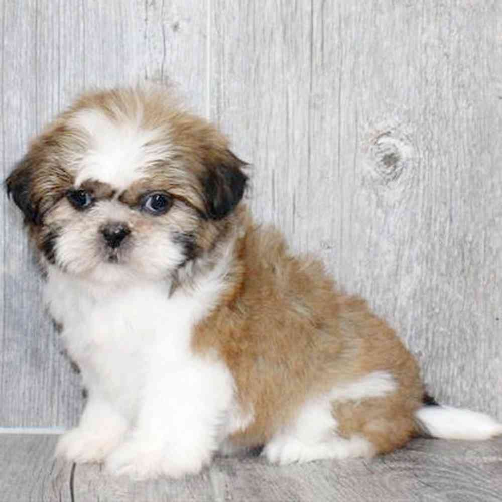 pet breed image
