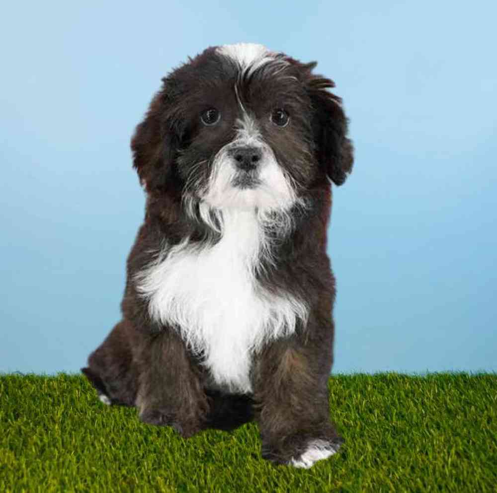 Female Shizapoo Puppy for Sale in Meridian, ID