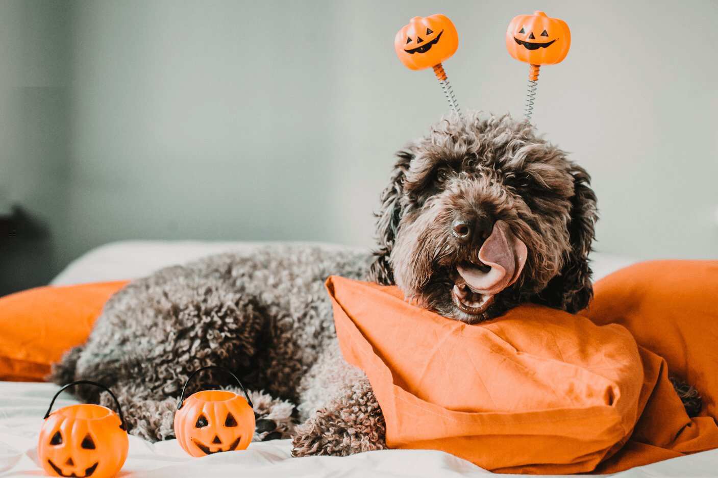 Keep Candy Away From Pets