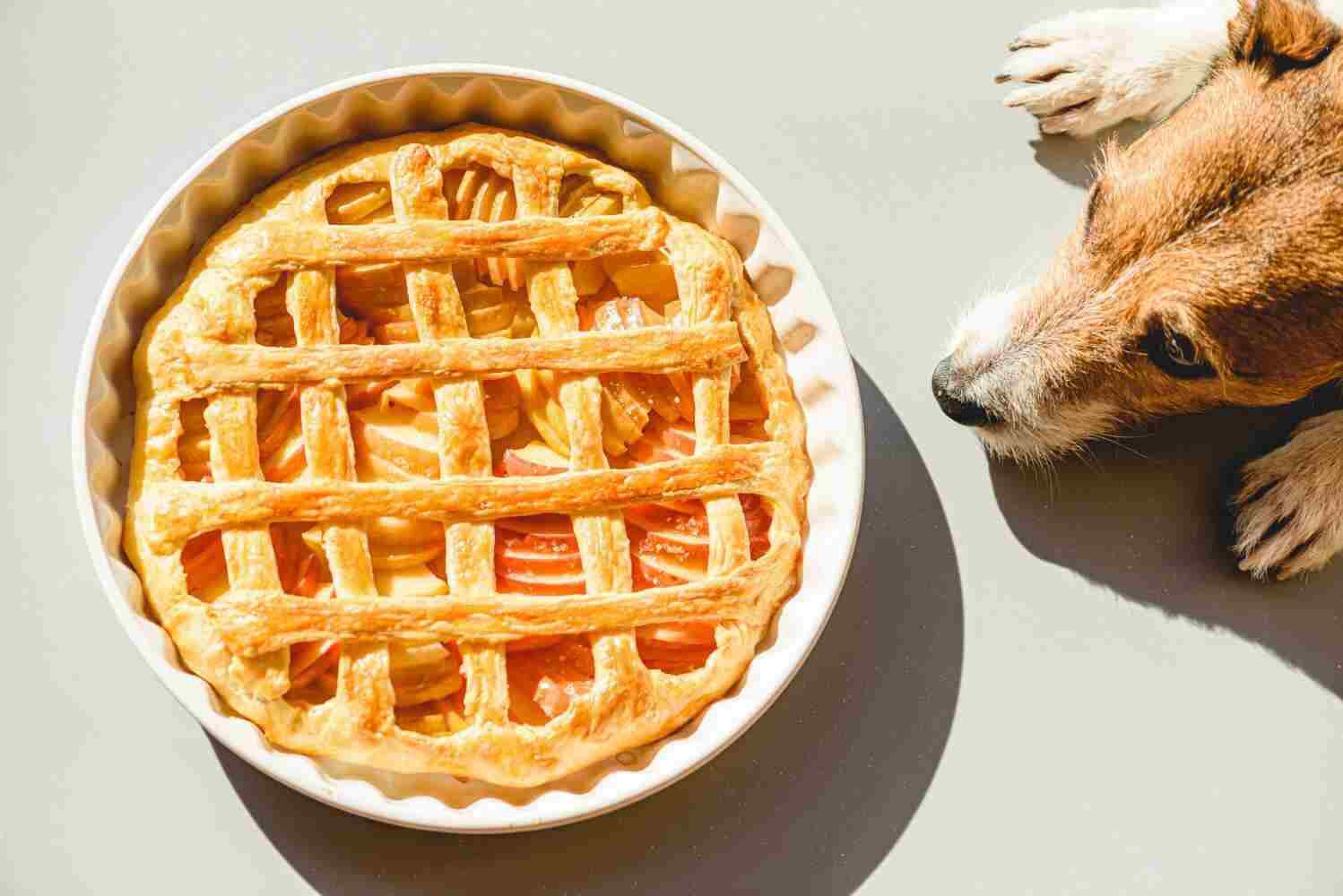 Thanksgiving snack for your dog