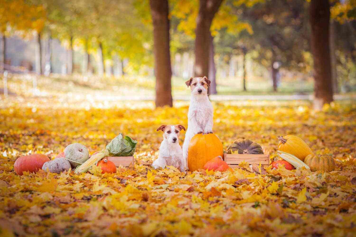 Unsafe Thanksgiving Foods For Dogs
