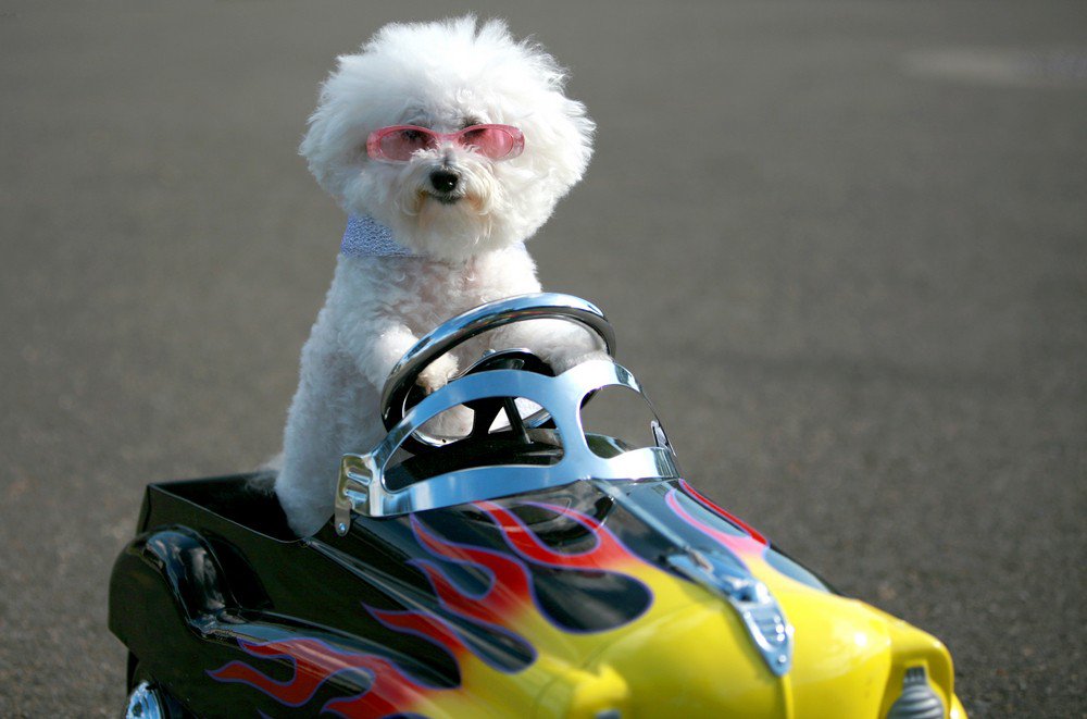 A white Bichon Frise wearing sunglasses and sitting in a toy car.