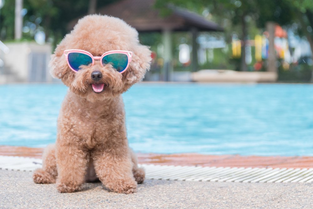 A brown toy poodle wearing sun glasses.