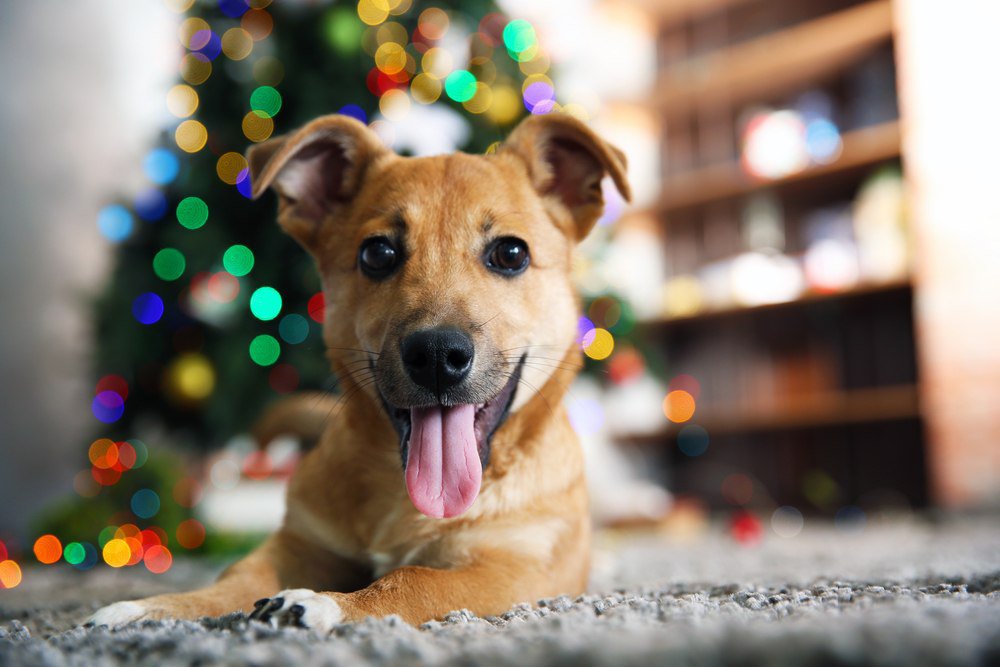 Pet photos around the Christmas tree are adorable!