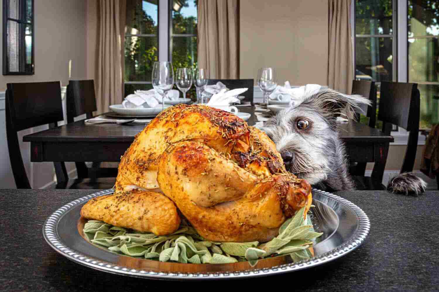 Dog-Safe Thanksgiving Foods