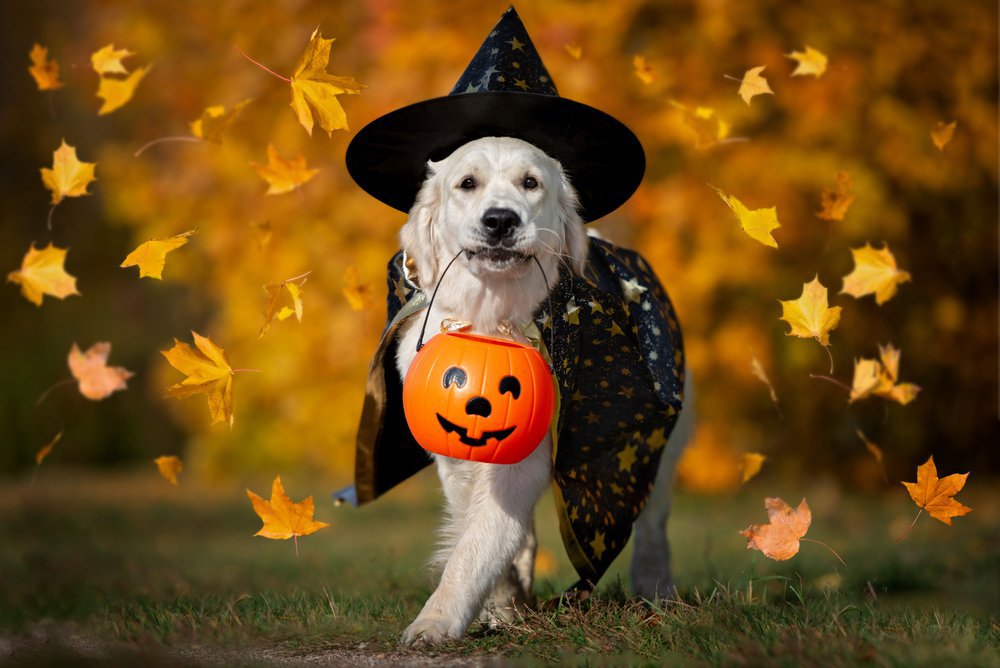 Halloween costume for your Dog