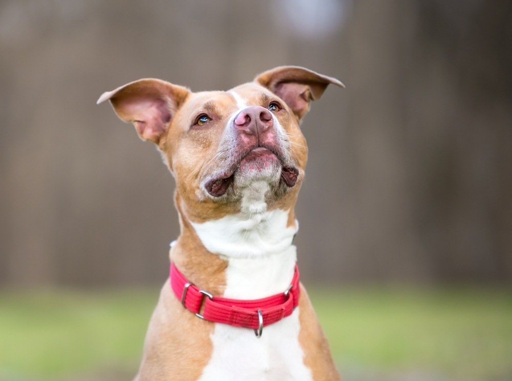 A red and white Pittbull Mix dog wearing a red collar.