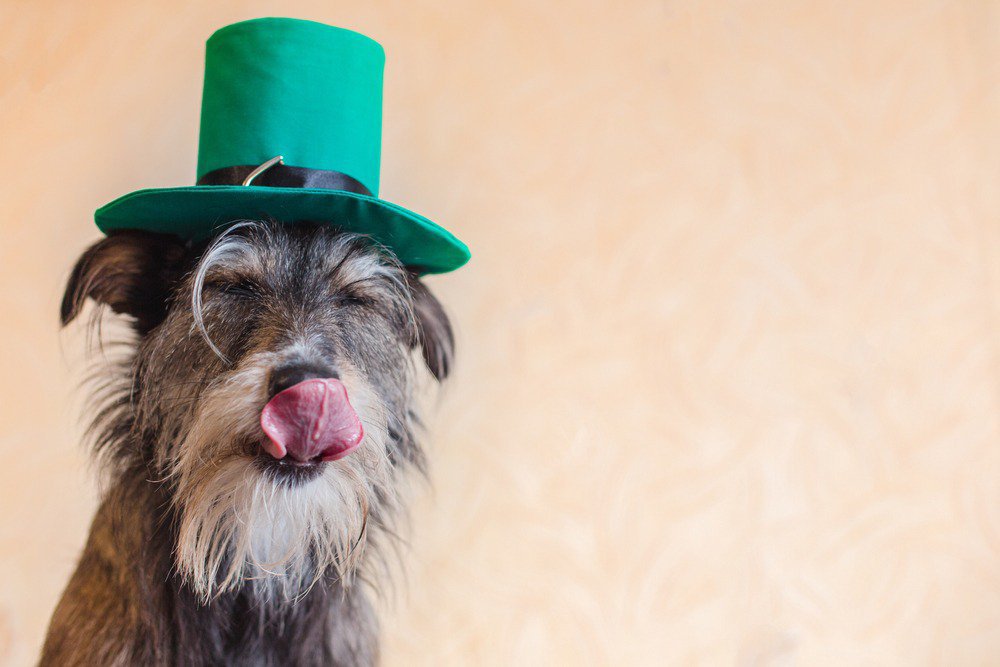 Making homemade pet treats is a great way to celebrate St. Patrick's Day