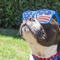A Boston Terrier wearing a pair of sunglasses with the American flag printed on the lens.