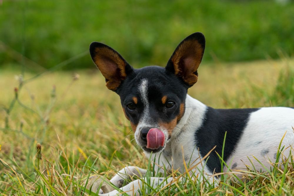 A rat terrier  licking its nose.
