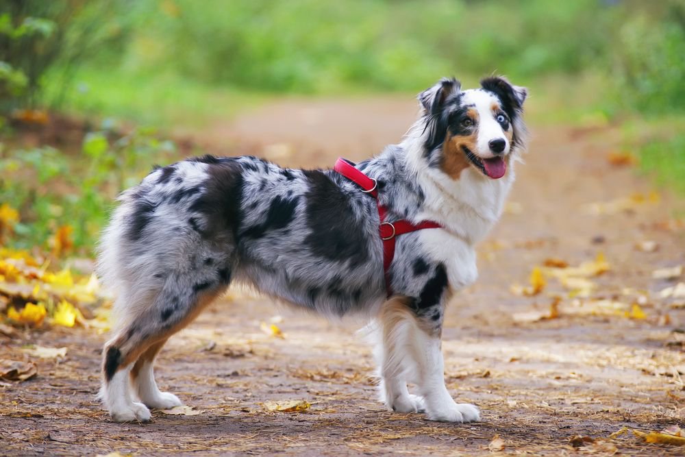 A blue merle Border Collie wearing a red harness.